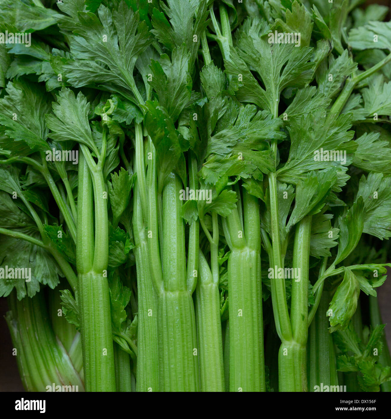 Celery stalks close up Stock Photo Alamy