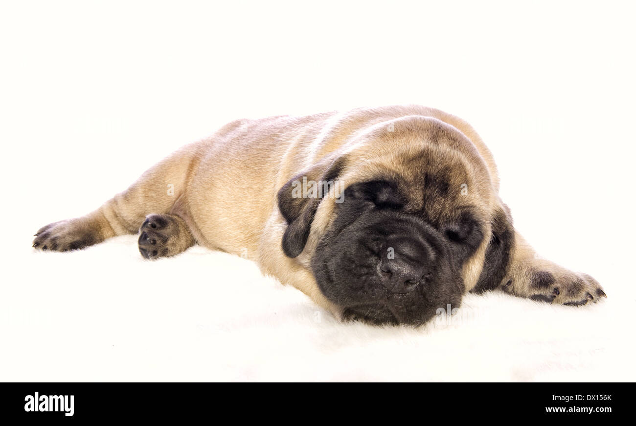 Adorable English Mastiff puppy lying down sleeping isolated on white background Stock Photo