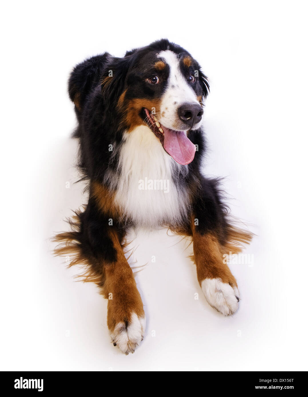 Bernese Mountain dog lying down isolated on white background Stock ...