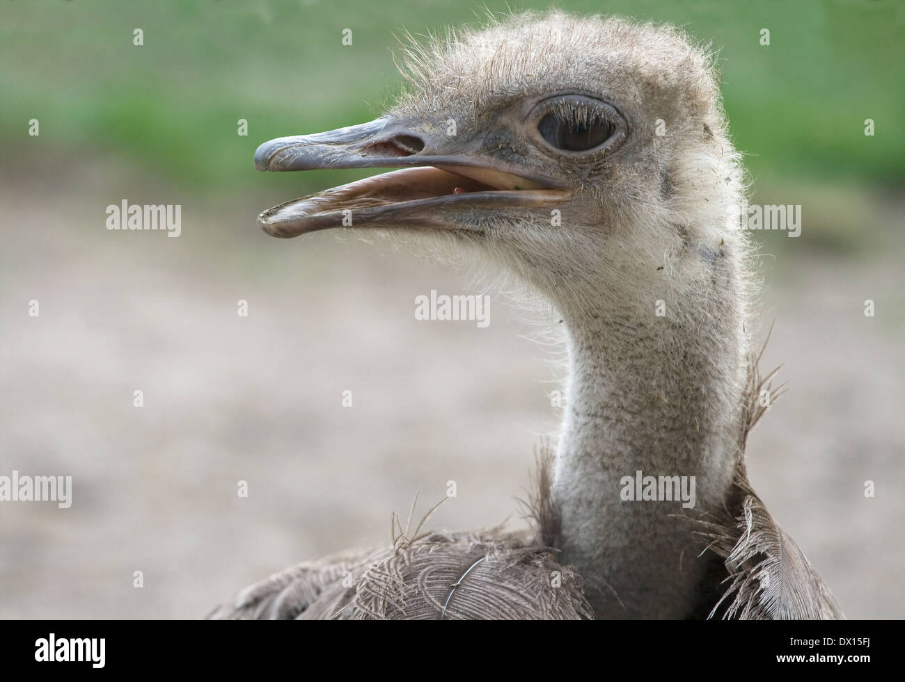 Head and neck of an ostrich with tousled feathers Stock Photo