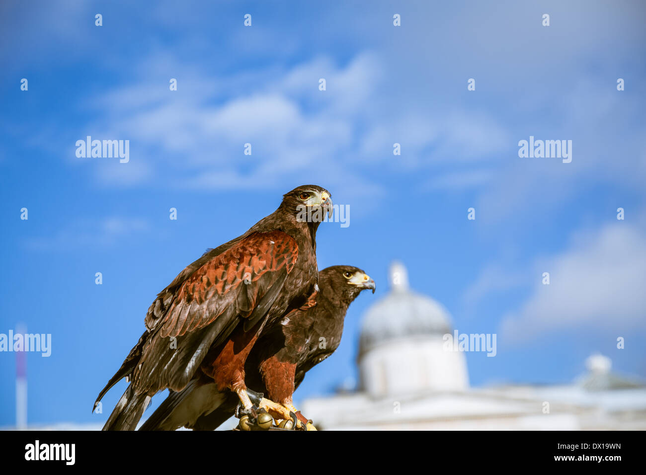 Majestic Eagles Beneath a Bright Blue Sky in Westminster, London. Stock Photo