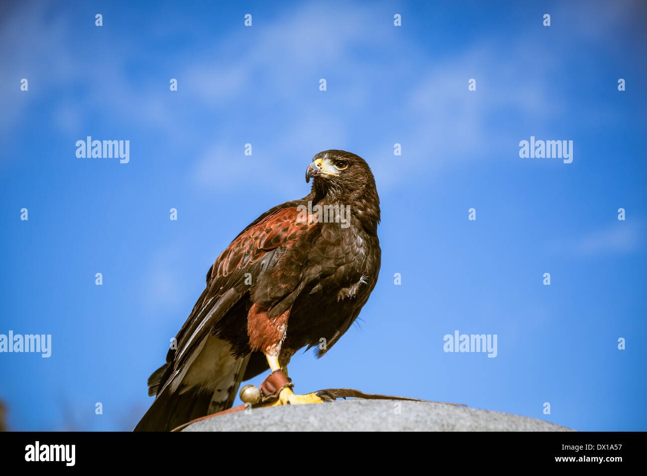 Majestic Eagles in London. Eagles are used as a form of pest control in London. Stock Photo