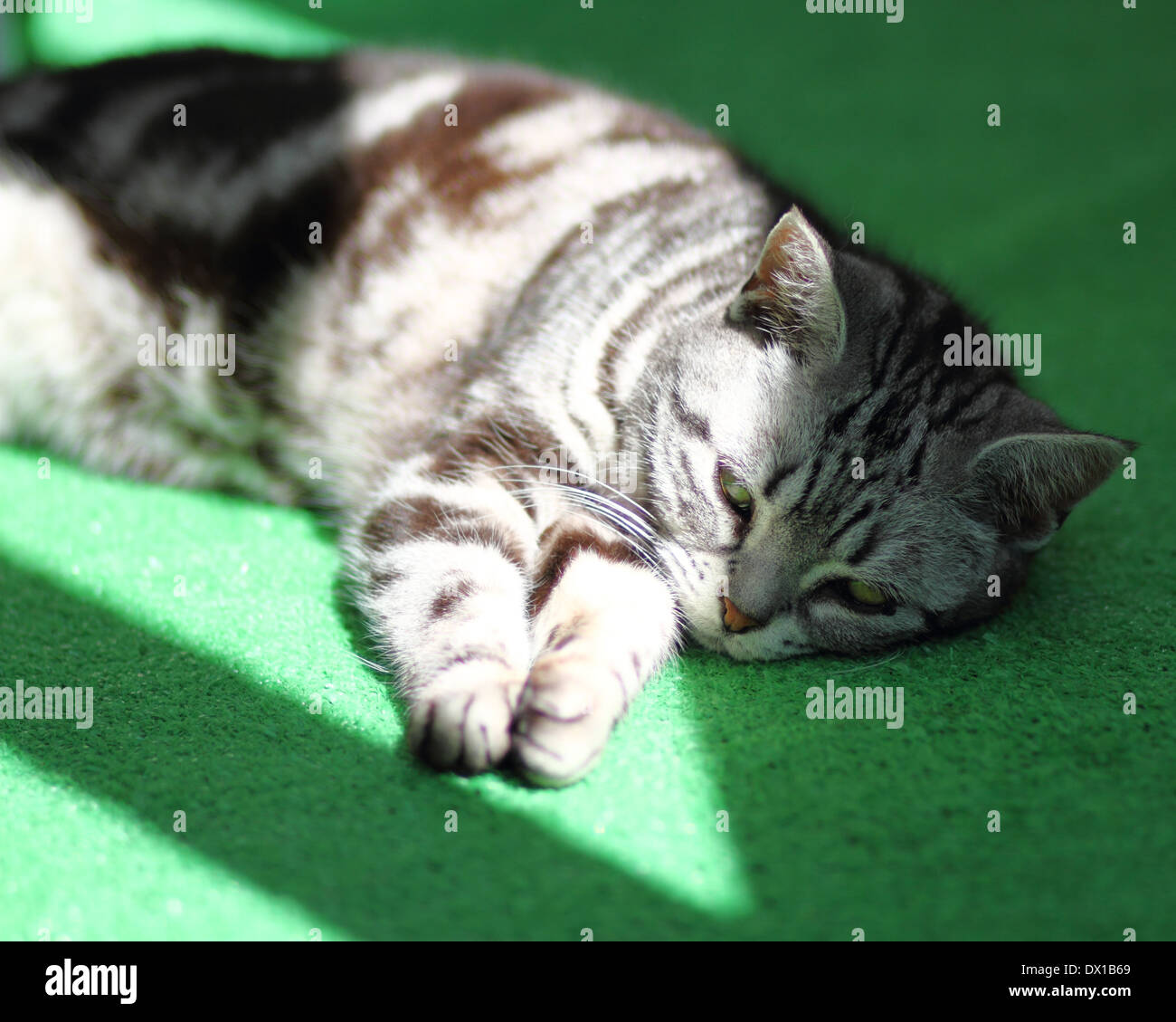 Cat Nap Time Stock Photo