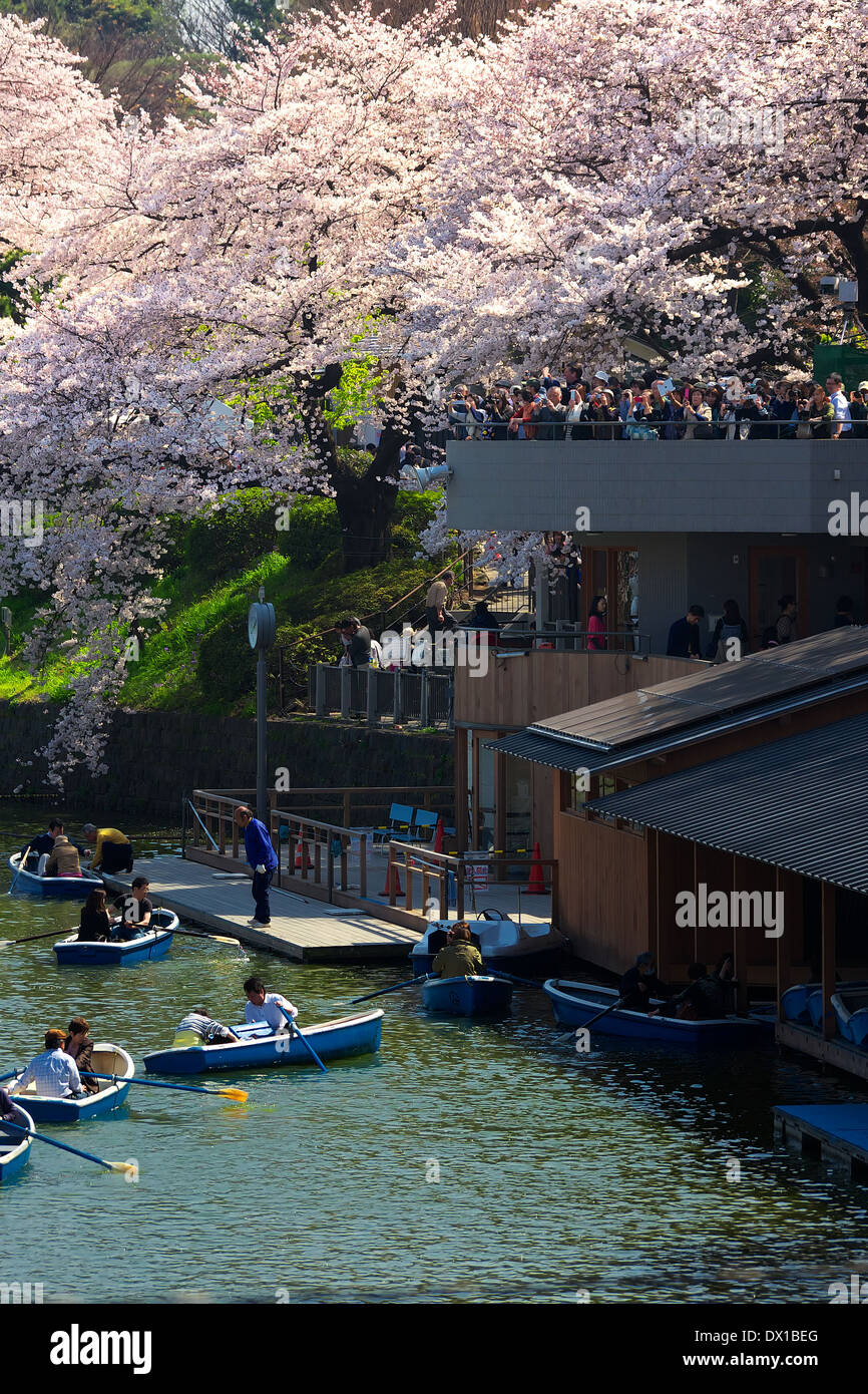 Cherry Blossom Viewing and Boating at Chidorigafuchi Ryokudo Boating Arena, Chiyoda, Tokyo, Japan with huge crowd of visitors Stock Photo