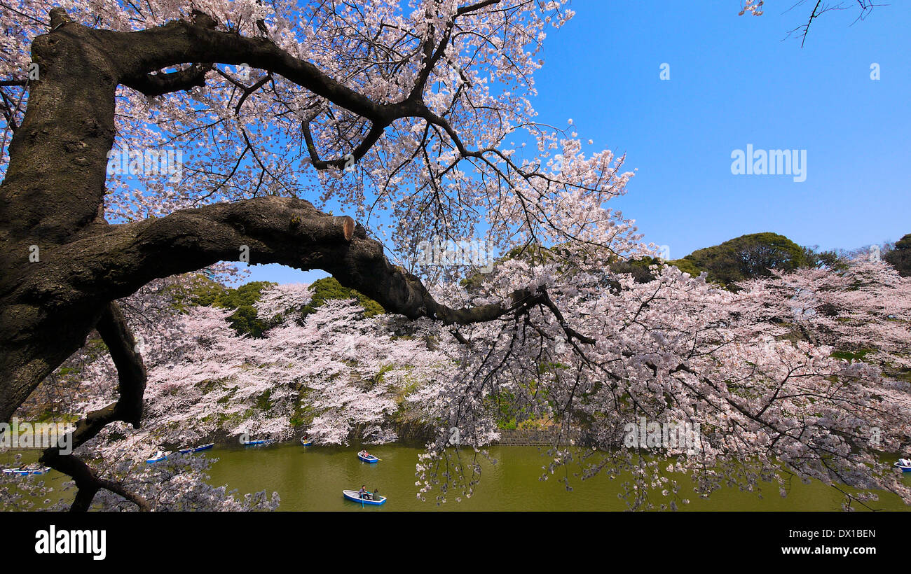 Cherry Blossom Viewing and Boating at Chidorigafuchi Ryokudo, Chiyoda, Tokyo, Japan on a clear blue sky day Stock Photo