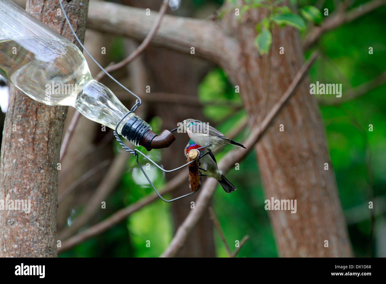 Lesser Double Collared Sunbird Or Southern Double Collared Sunbird