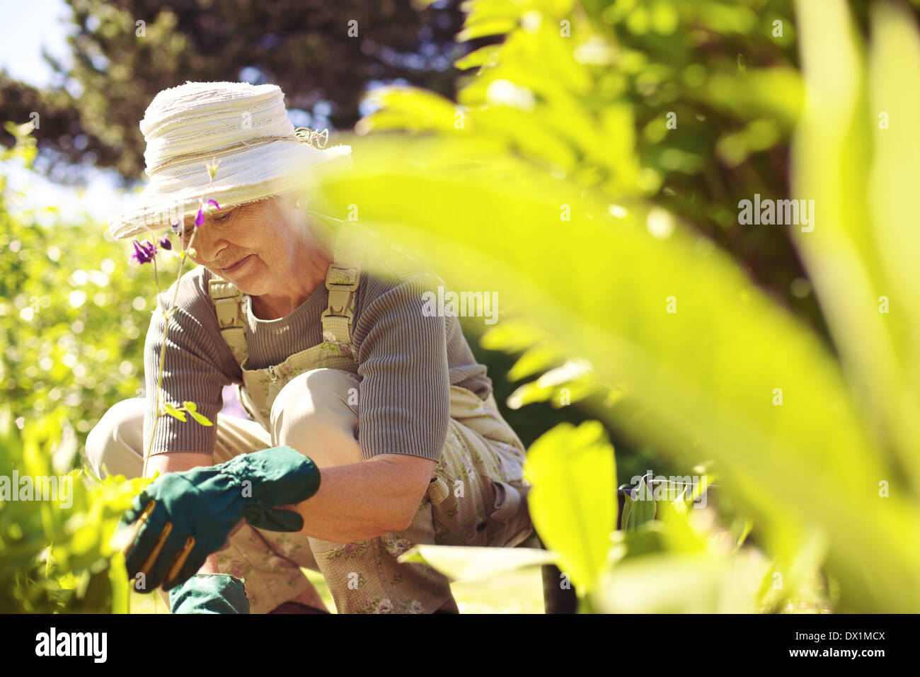 Senior woman working with flowers and plants in her garden. Old lady gardening in her backyard Stock Photo