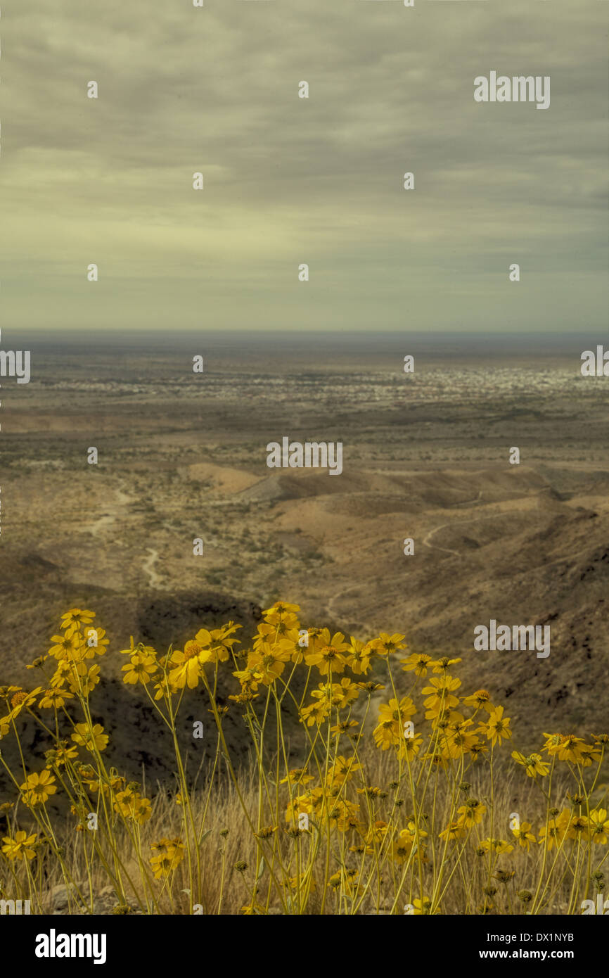 yellow flowers grow along the hiking trail of Telegraph Hill, Yuma