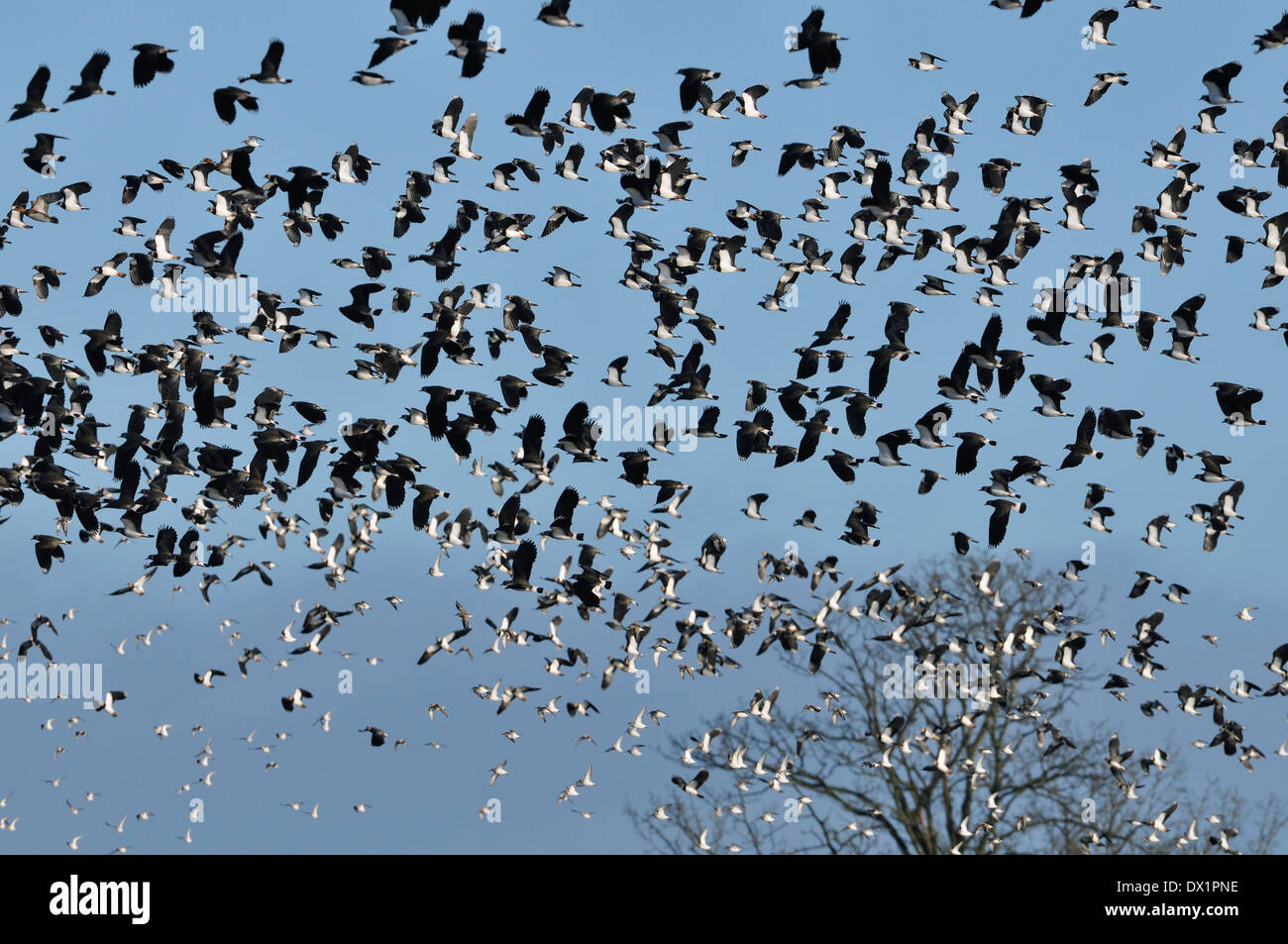Dunlin in flight hi-res stock photography and images - Alamy