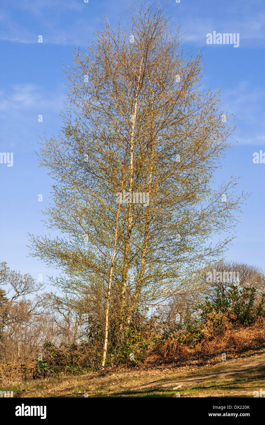 Tall bent tree in forest Stock Photo