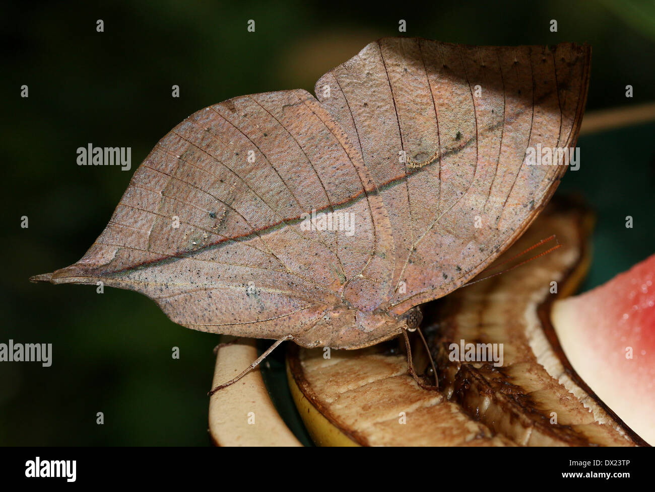 Orange Oakleaf or Dead Leaf Butterfly (Kallima inachus) with wings closed, feeding on a banana Stock Photo