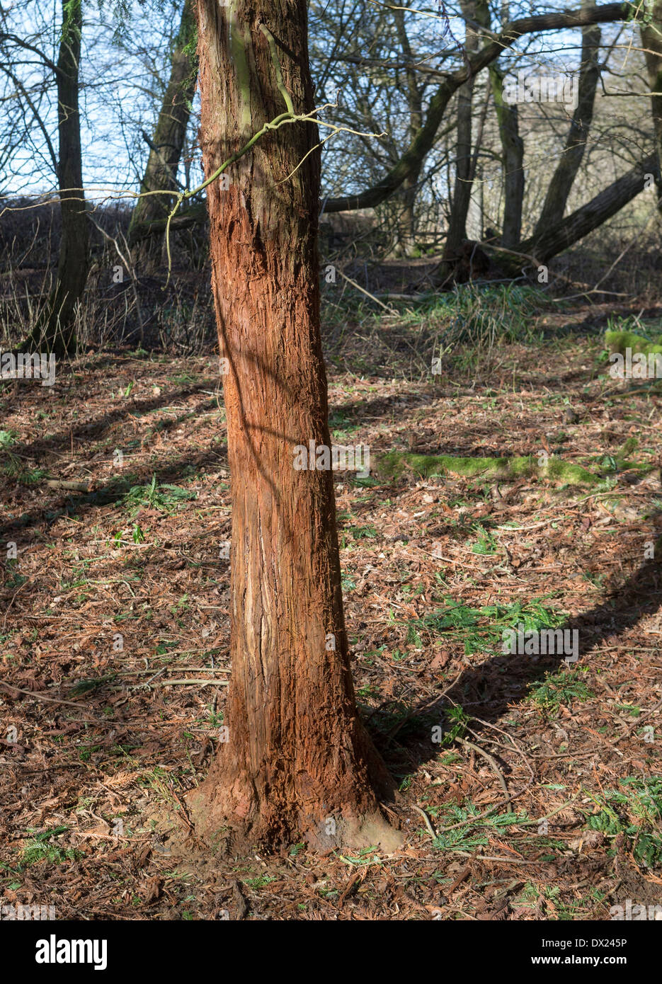 Young redwood tree (sequoia) in a forest in  England showing damage to the bark from deer Stock Photo