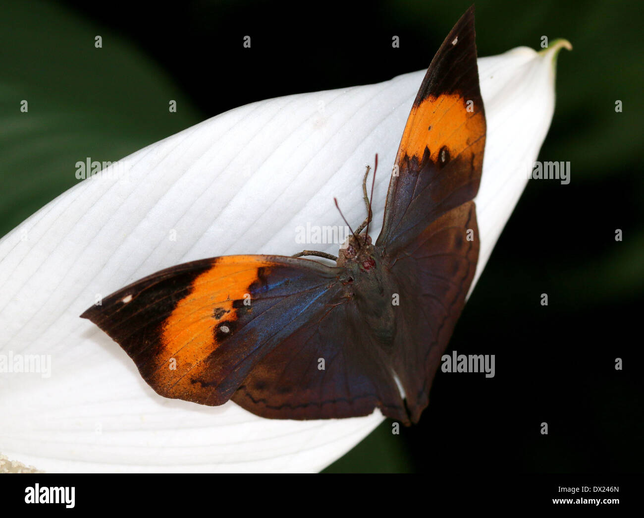 Orange Oakleaf or Indian Dead Leaf Butterfly (Kallima inachus) with wings opened on a tropical flower Stock Photo