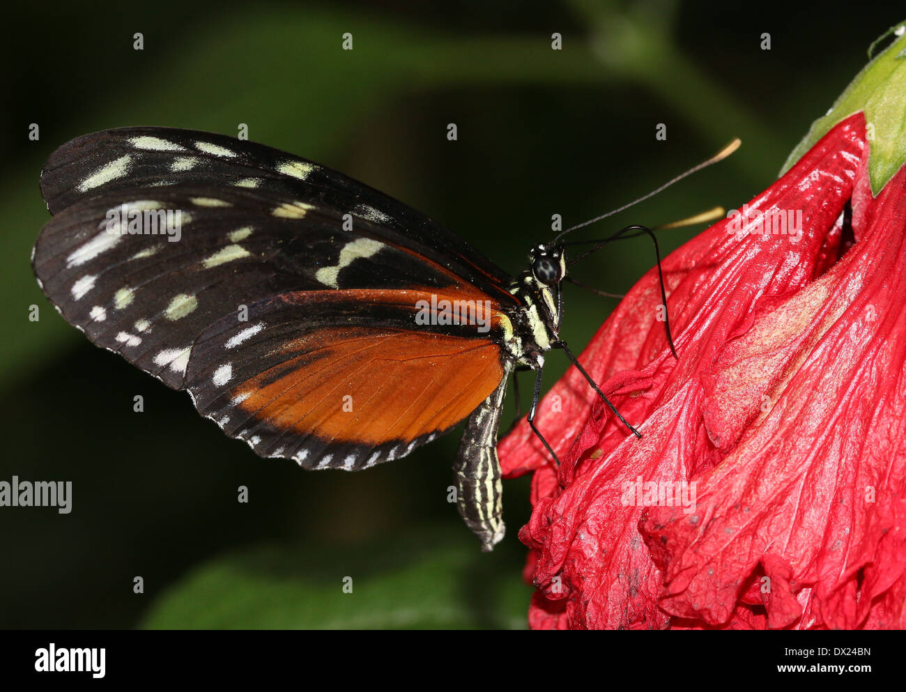 Tiger Longwing, Hecale Longwing or Golden Longwing butterfly (Heliconius hecale) foraging on a red tropical flower Stock Photo