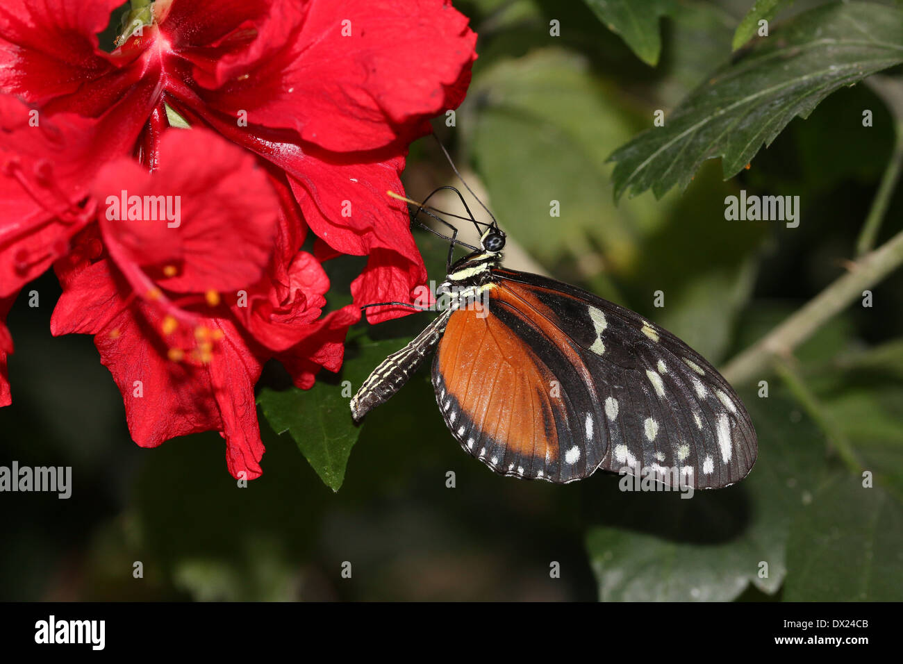 Tiger Longwing, Hecale Longwing or Golden Longwing butterfly