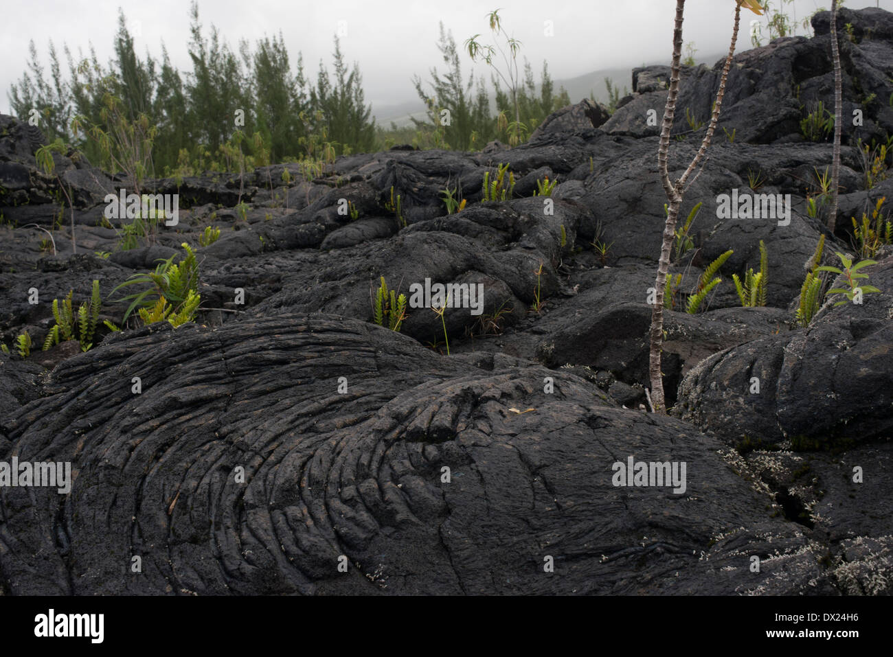 Lava eruptions in recent accumulated east of the island of Reunion in ...
