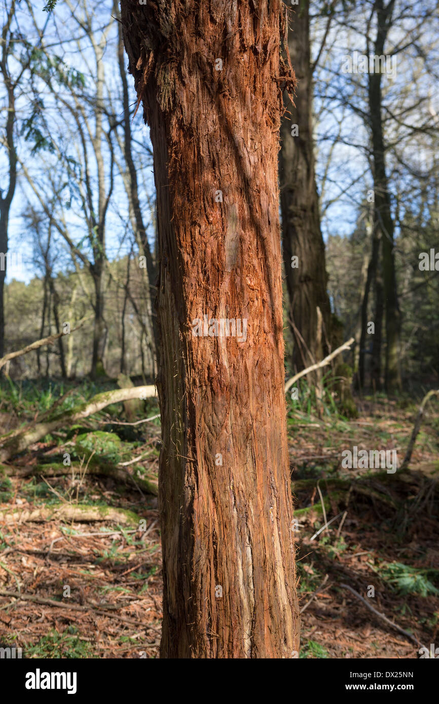 Young redwood tree (sequoia) in a forest in  England showing damage to the bark from deer Stock Photo