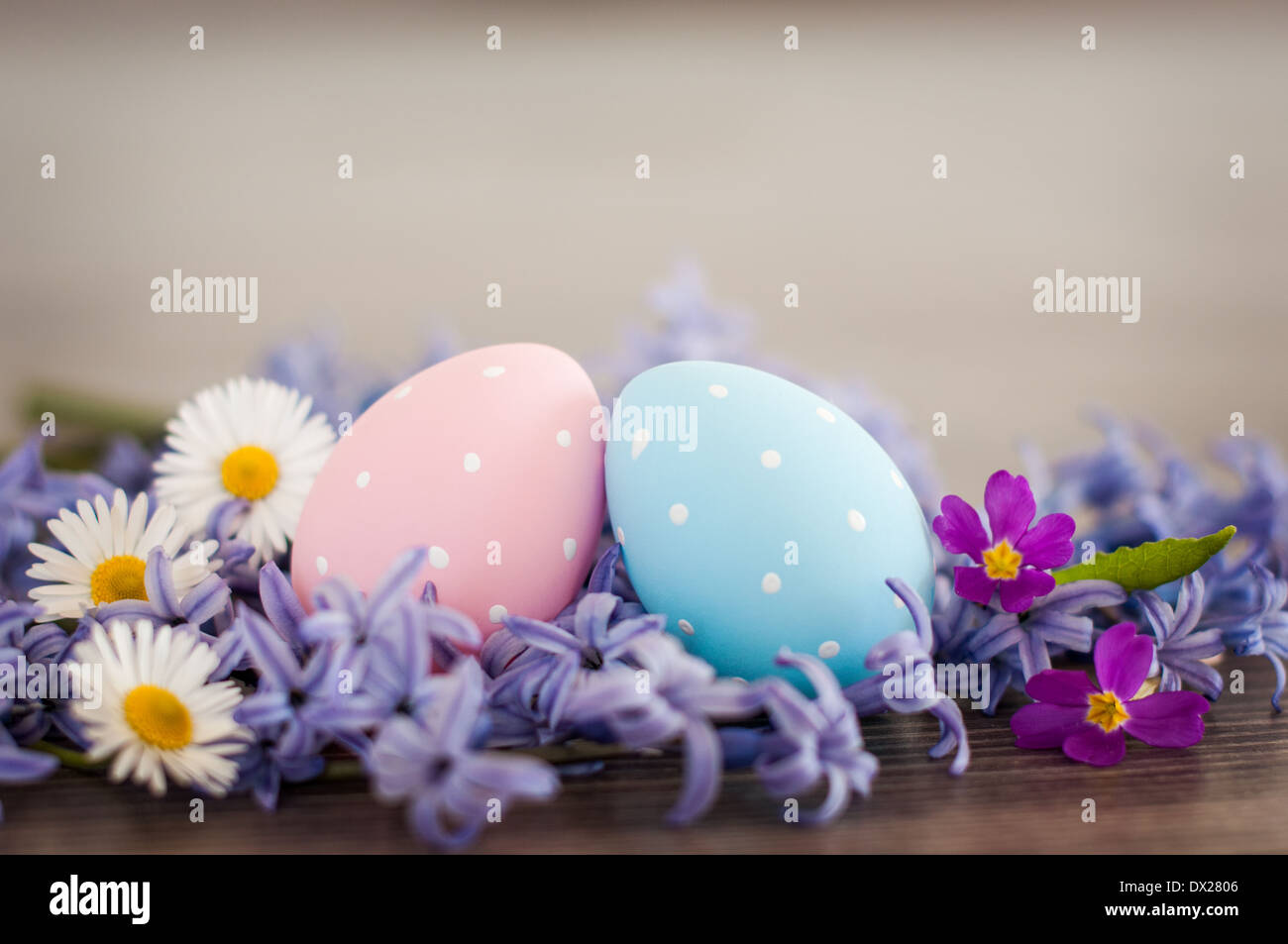 Spring in Easter- two Easter eggs- pink and blue polka-dot and different spring flowers. Stock Photo