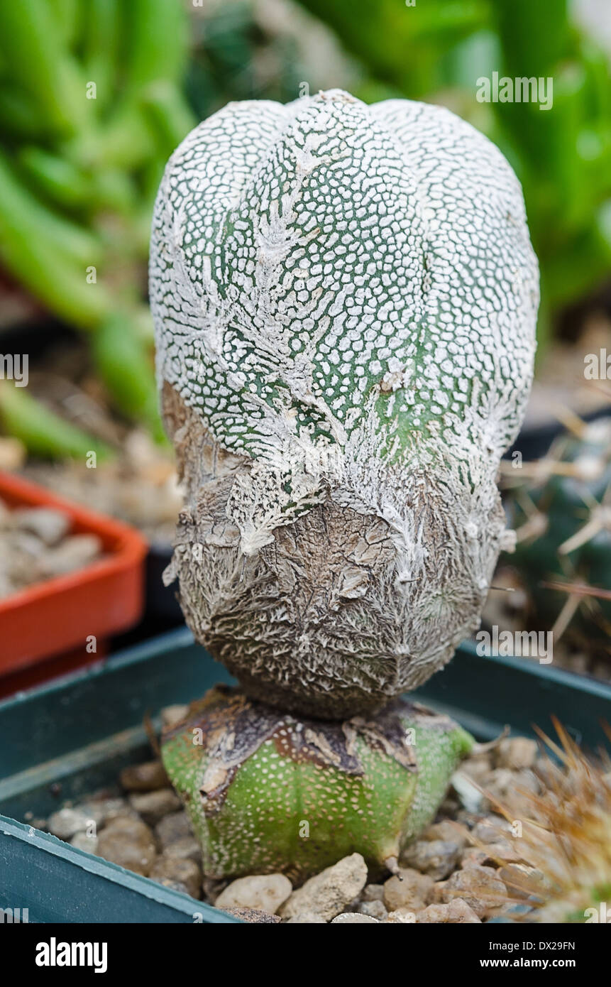 Cactus hobby hi-res stock photography and images - Alamy