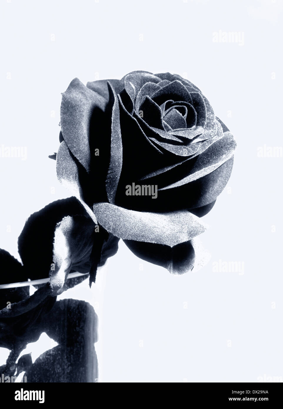Black Artificial Rose Stock Photo Alamy