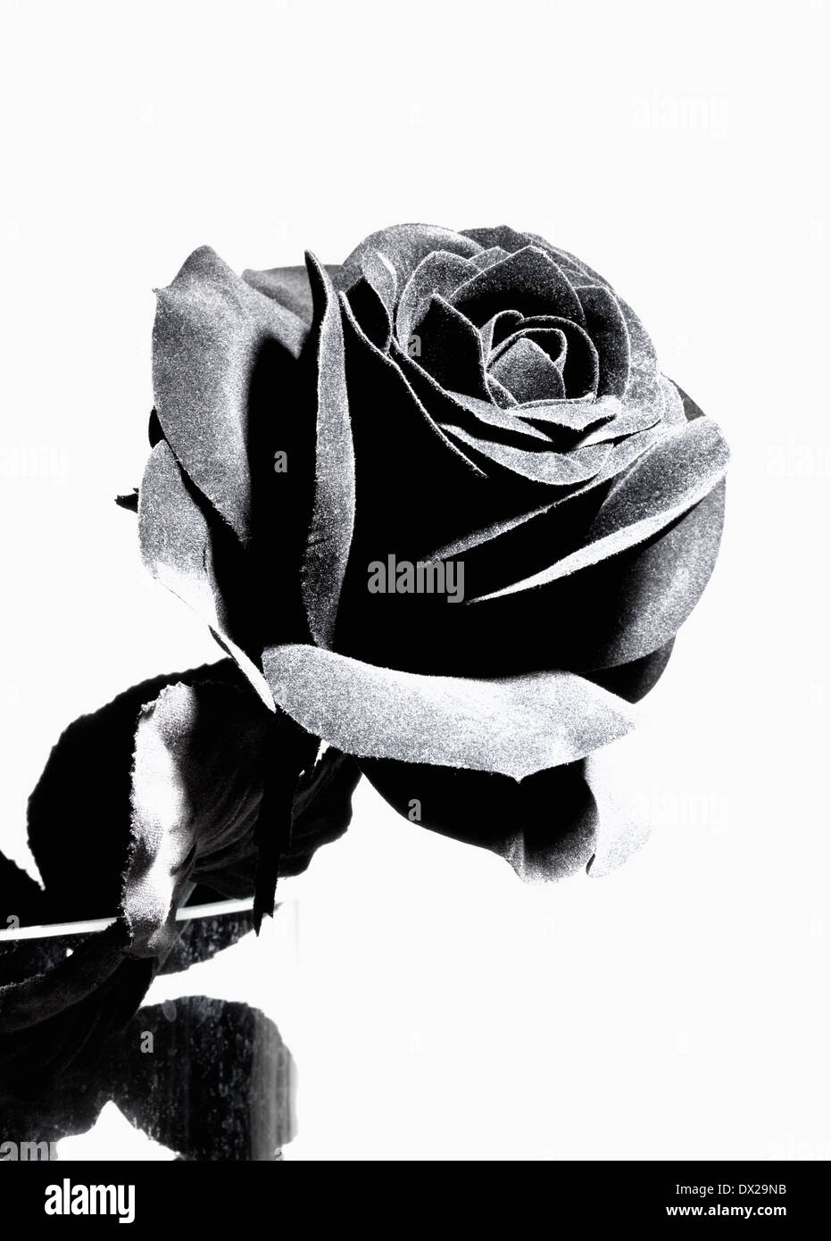 Black Artificial Rose Isolated on White Stock Photo Alamy