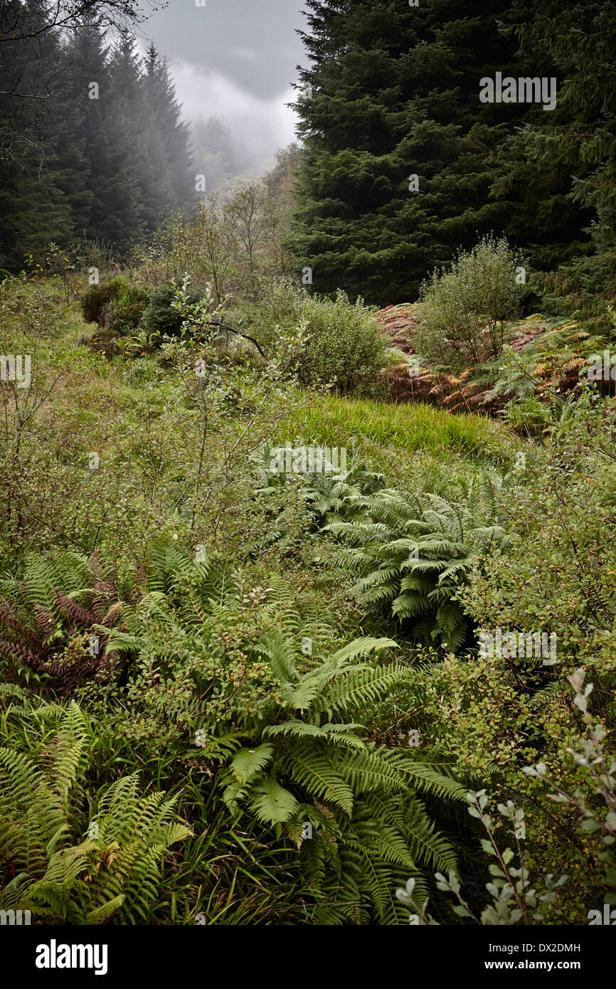 Broadleaf and pine trees at Glenbranter Forest. Stock Photo