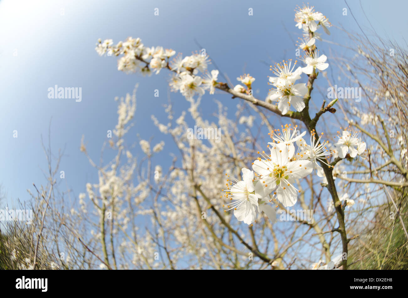 Detail of wild damson plumb blossom flowering in March the start of Spring Time on a divided branch with a blue sky Stock Photo