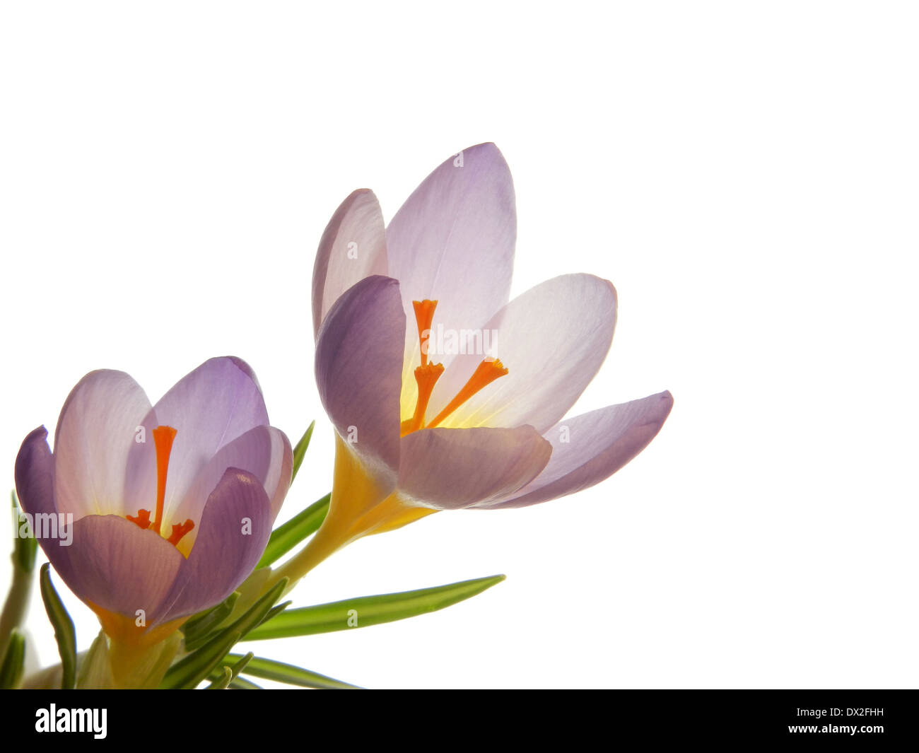 Bouquet crocuses on bright hi-res stock photography and images - Alamy