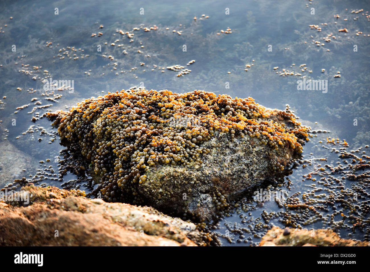 string of pearls seaweed at low tide Hormosira banksii Stock Photo