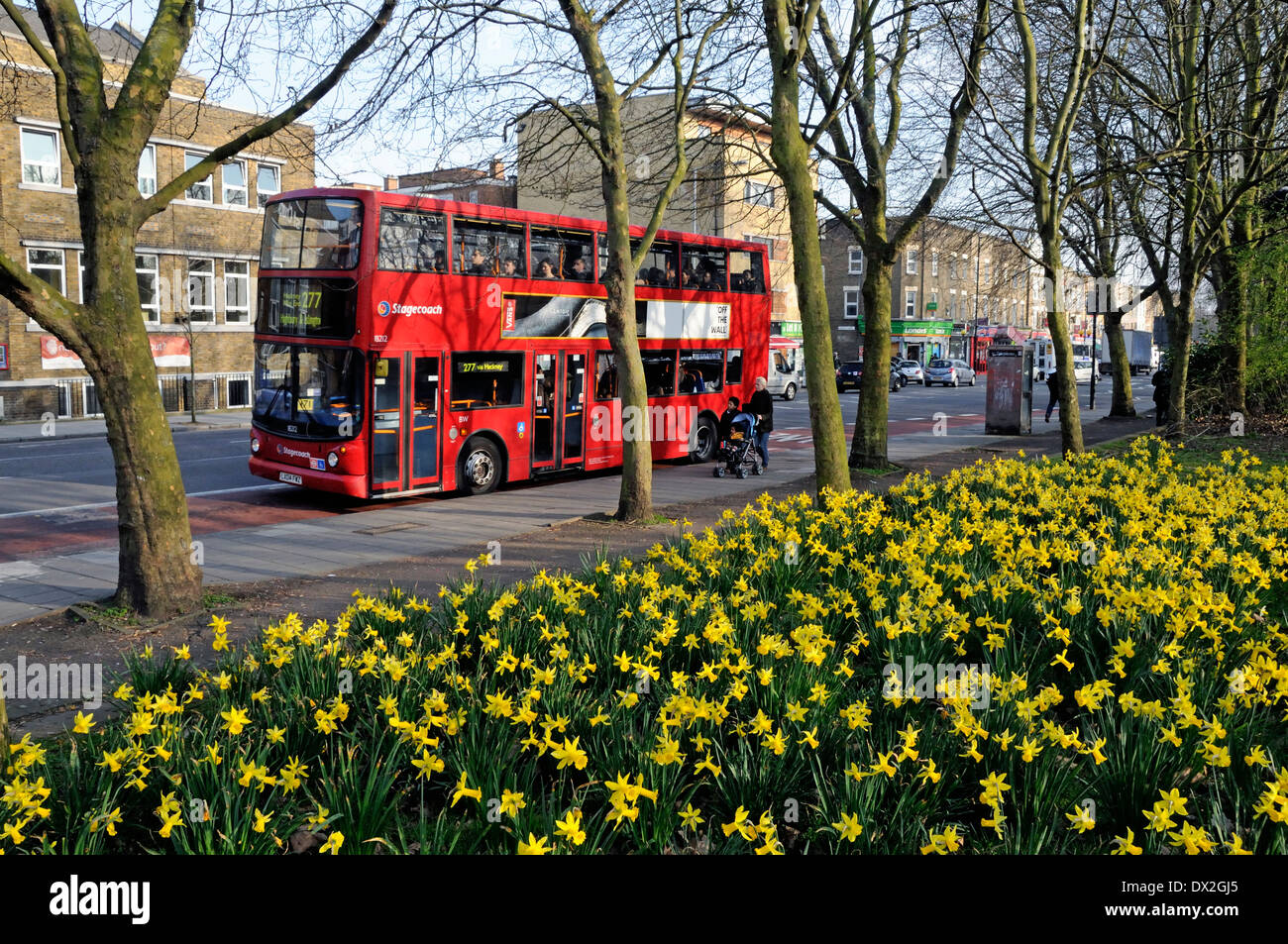 Red bus with Daffodils Narcissus in forground, Burdett Road, Mile End Park, London Borough of Tower Hamlets, England, Britain UK Stock Photo