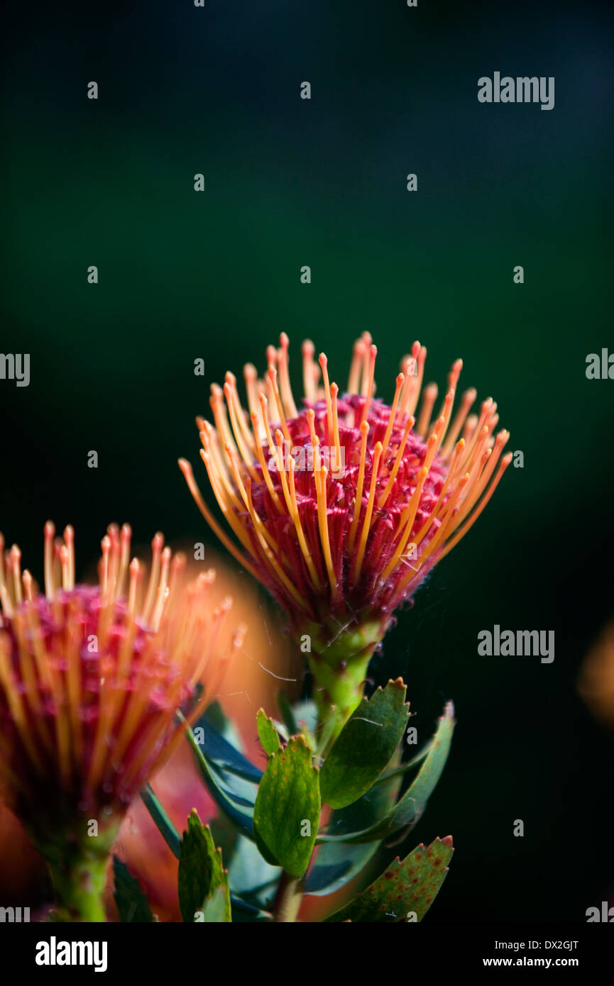 Pincushion Protea Leucospermum cordifolium Stock Photo Alamy