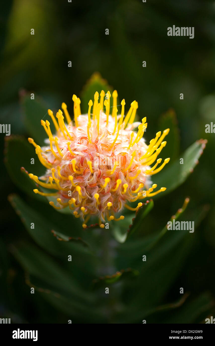 Pincushion Protea Leucospermum cordifolium Stock Photo