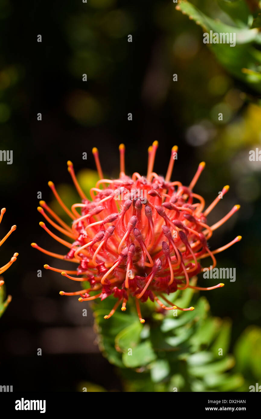 Pincushion Protea Leucospermum cordifolium Stock Photo Alamy