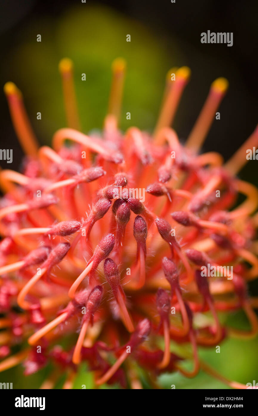 Pincushion, Protea, Leucospermum, cordifolium, cordifolium Stock Photo