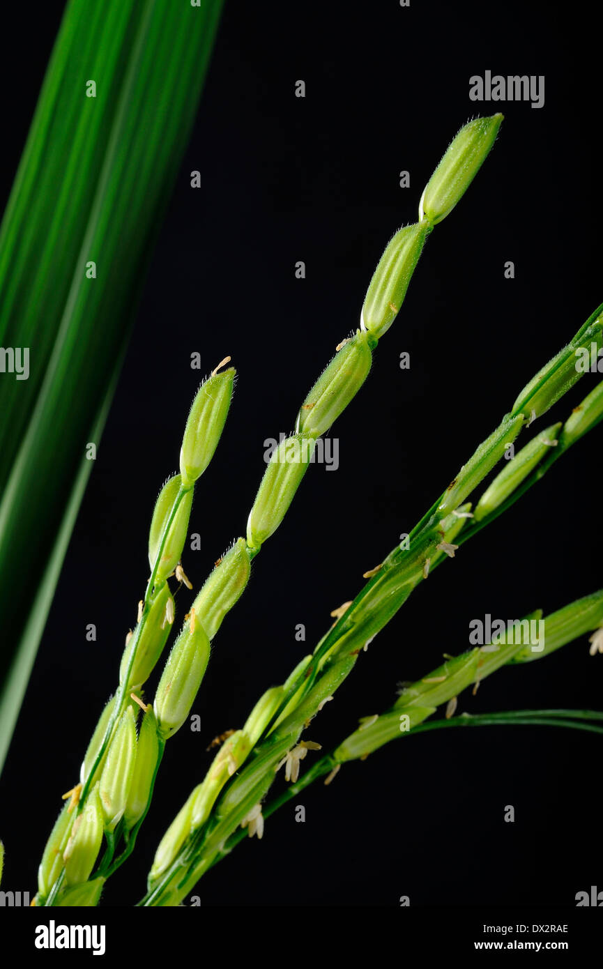 green paddy rice Stock Photo