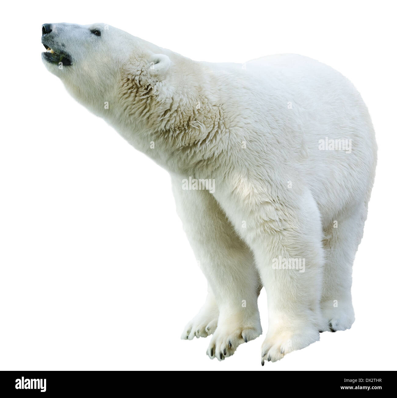 Figure of a polar bear. Isolation on white background Stock Photo