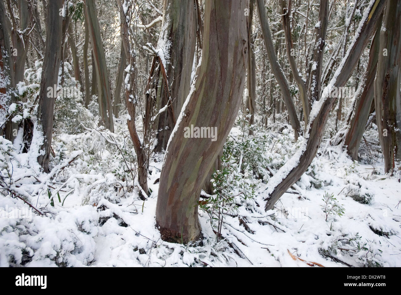 snow in Australia Stock Photo