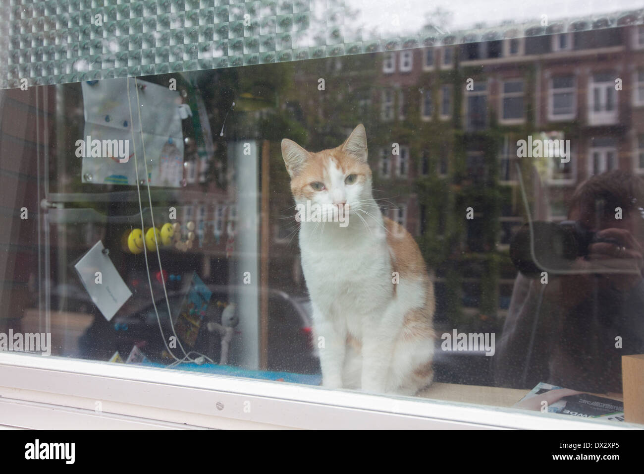 Cat in Amsterdam, Netherlands Stock Photo Alamy