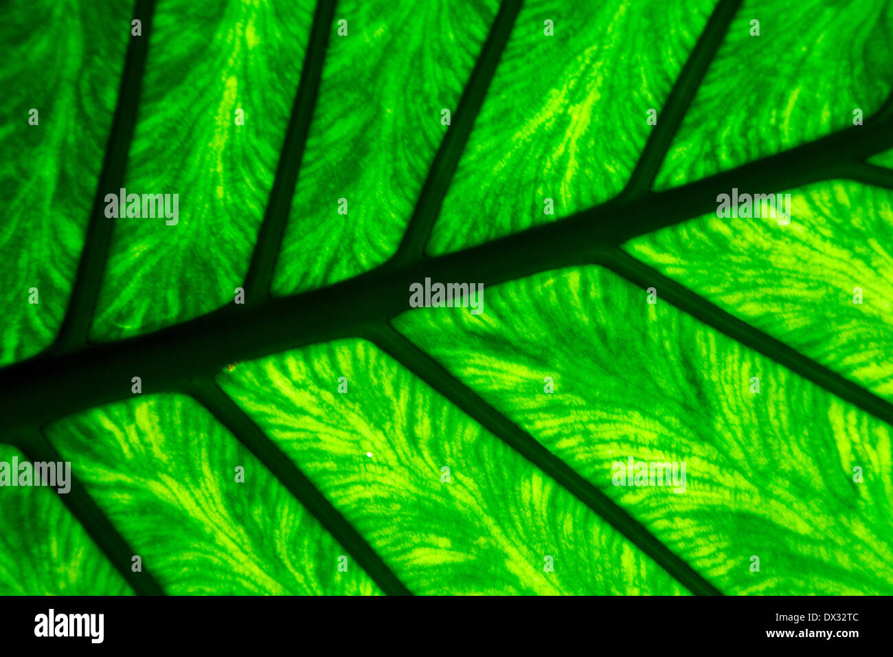 background macro close up abstract of a green black leaf and his veins ...