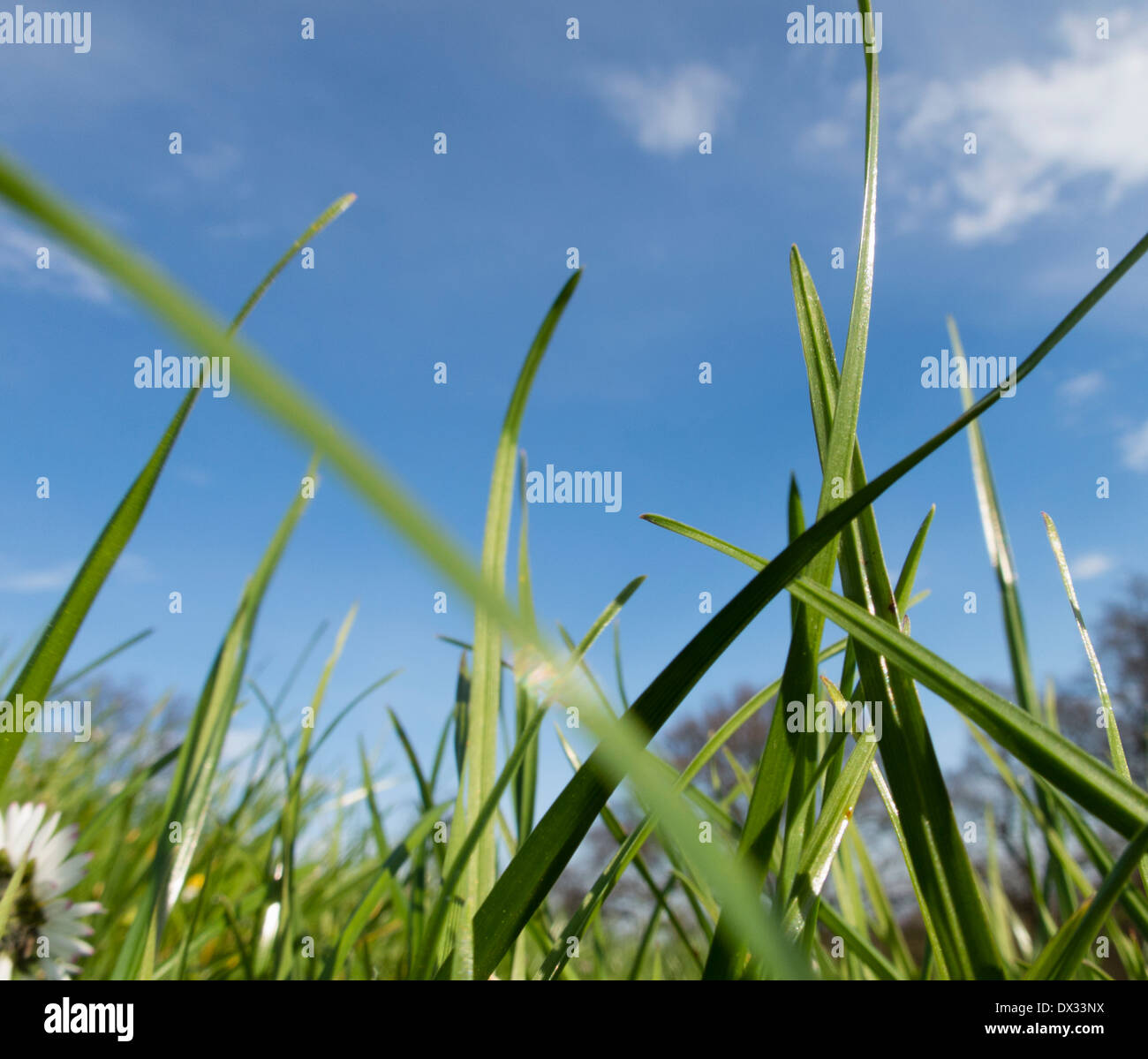 Grass and blue sky Stock Photo Alamy