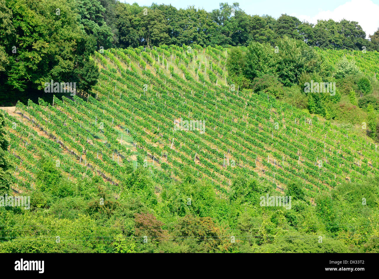 Vineyards along Main River Germany Deutschland DE Europe bavaria lower franconia Stock Photo