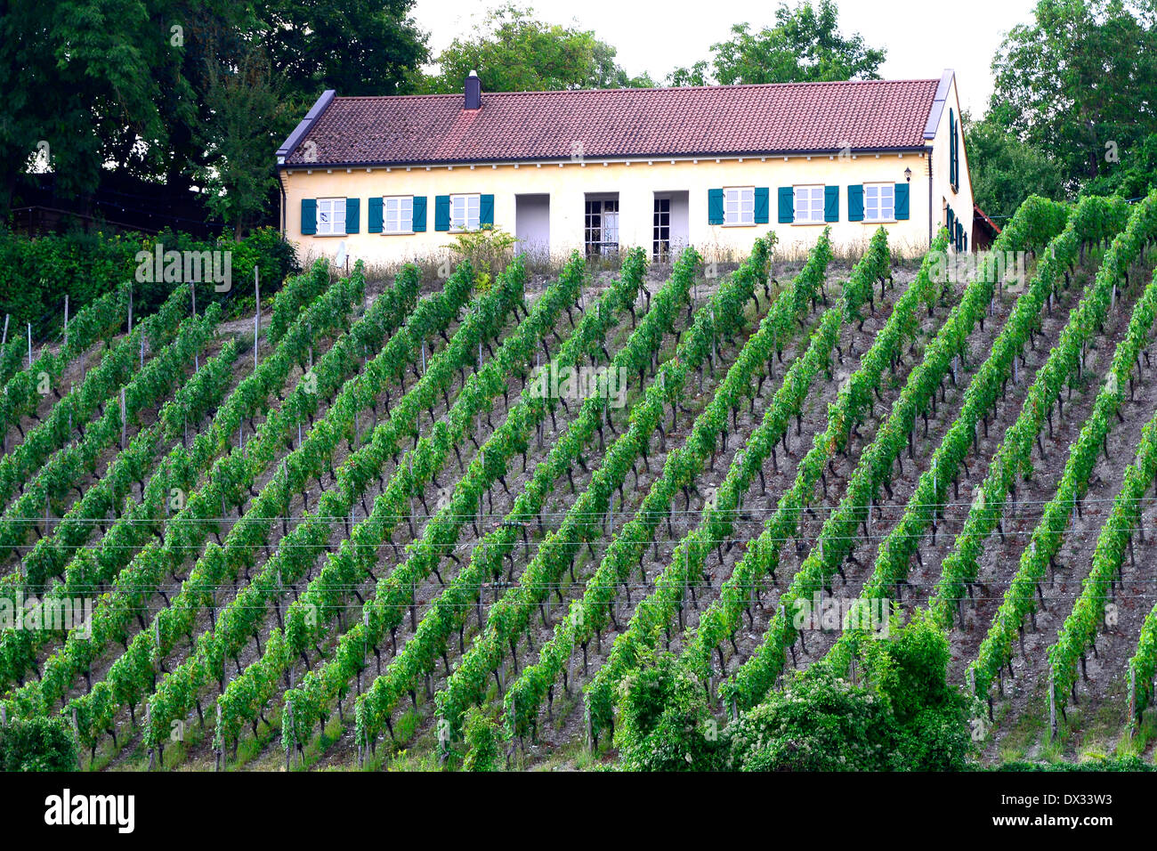 Vineyards along Main River Germany Deutschland DE Europe bavaria lower franconia Stock Photo