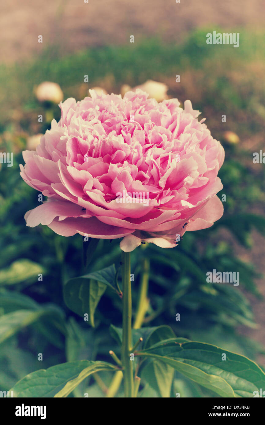 Close up of a pink blooming peony in the garden, vintage Stock Photo
