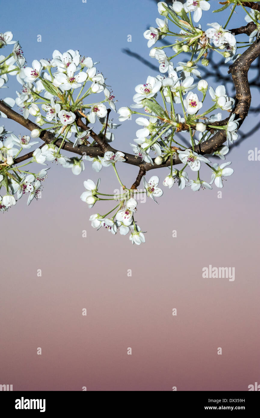 Beautiful, white Spring blossoms stand out against the soft pastels of dusk at Stone Mountain in metro Atlanta, Georgia. USA. Stock Photo