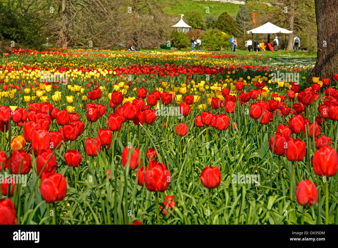 Red and yellow tulip field Stock Photo - Alamy