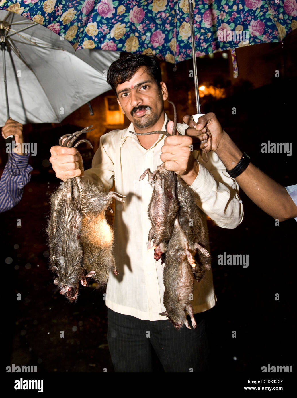 a night's catch of rats is counted the wards 4 night rat killers as