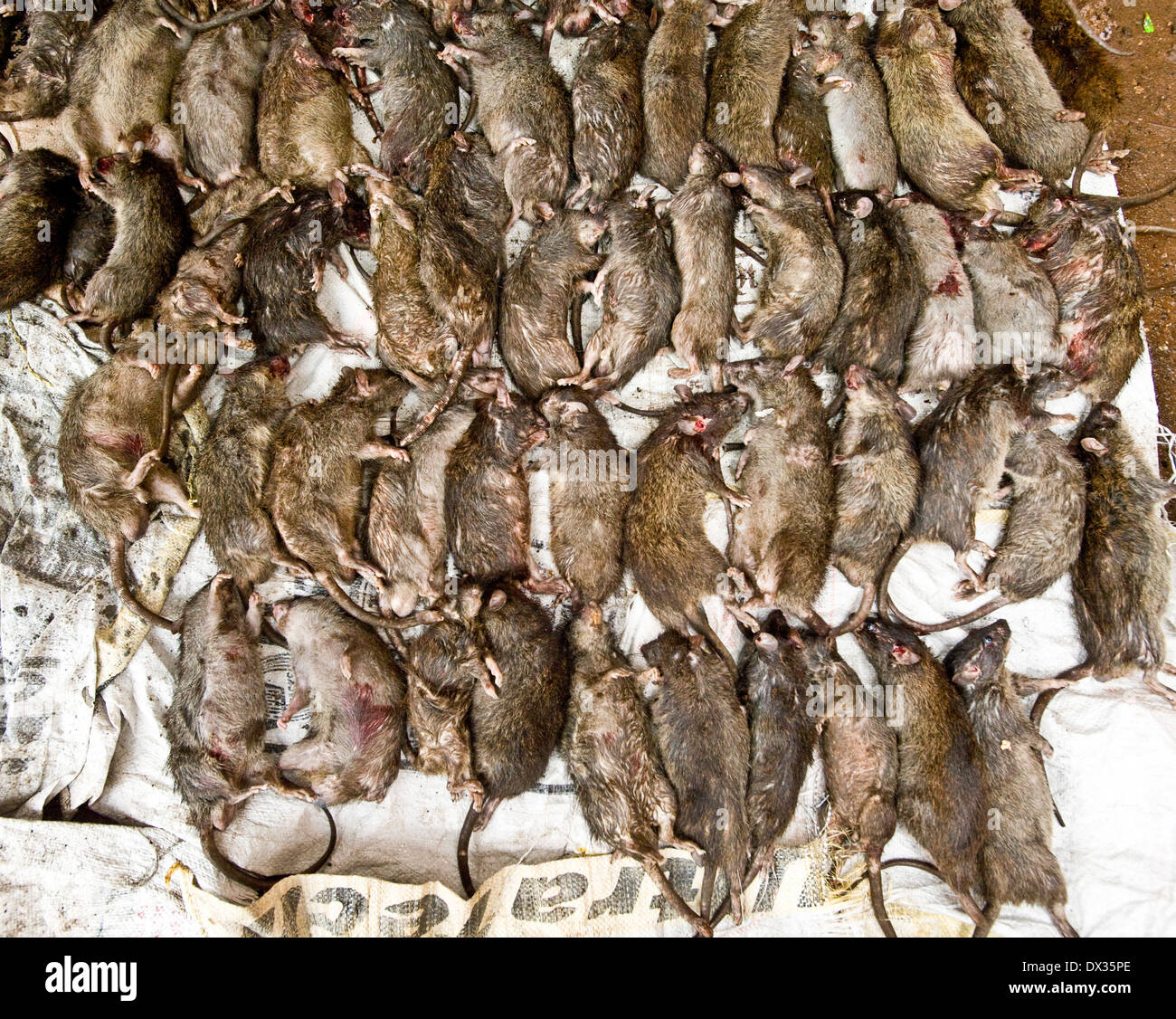 a night's catch of rats is counted the wards 4 night rat killers as