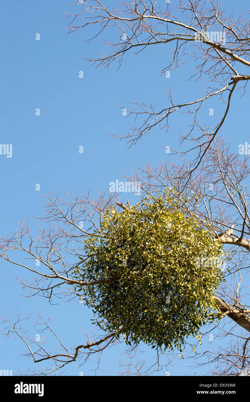 Viscum album. Mistletoe in a winter tree in the english countryside. UK Stock Photo