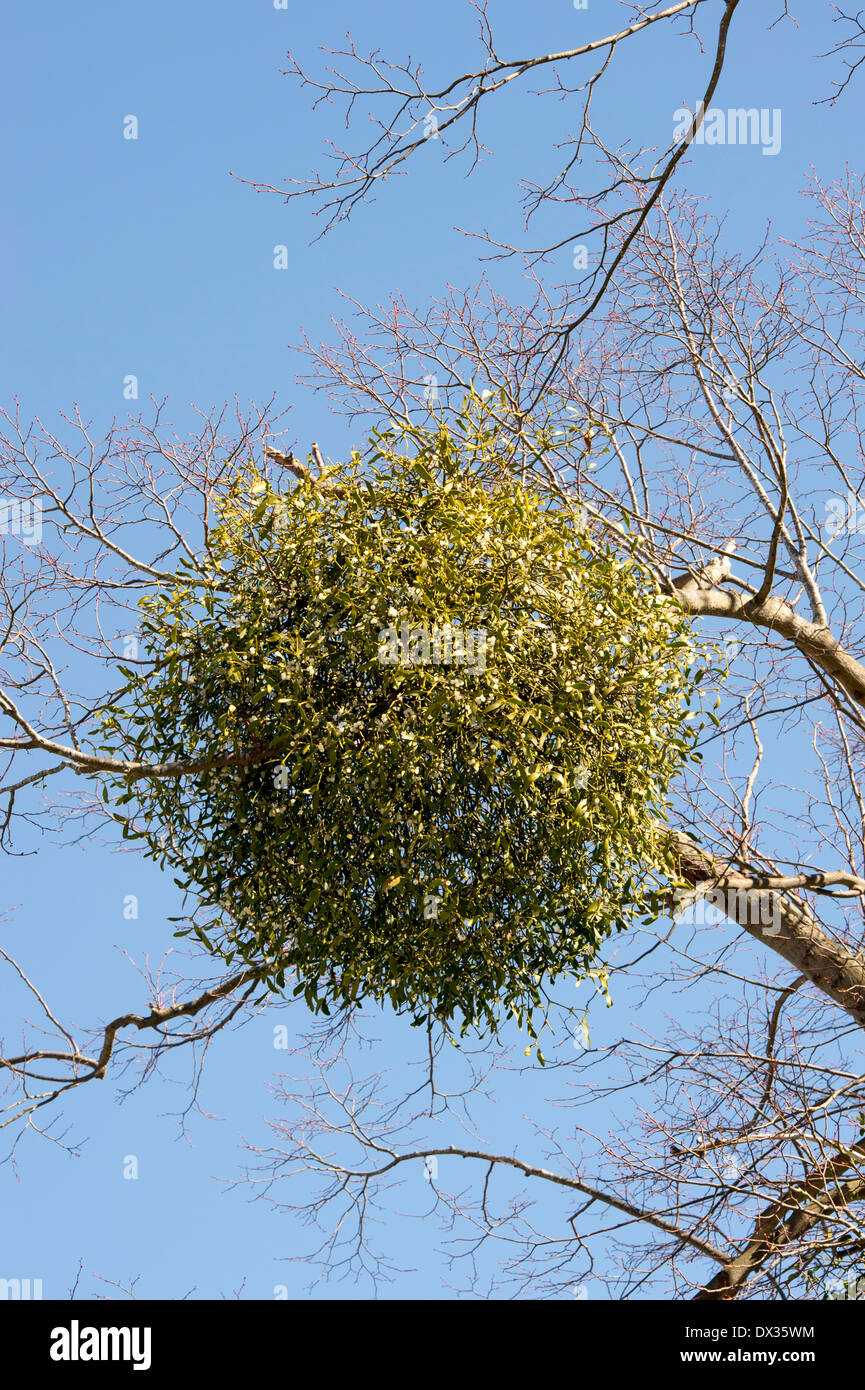 Viscum album. Mistletoe in a winter tree in the english countryside. UK Stock Photo