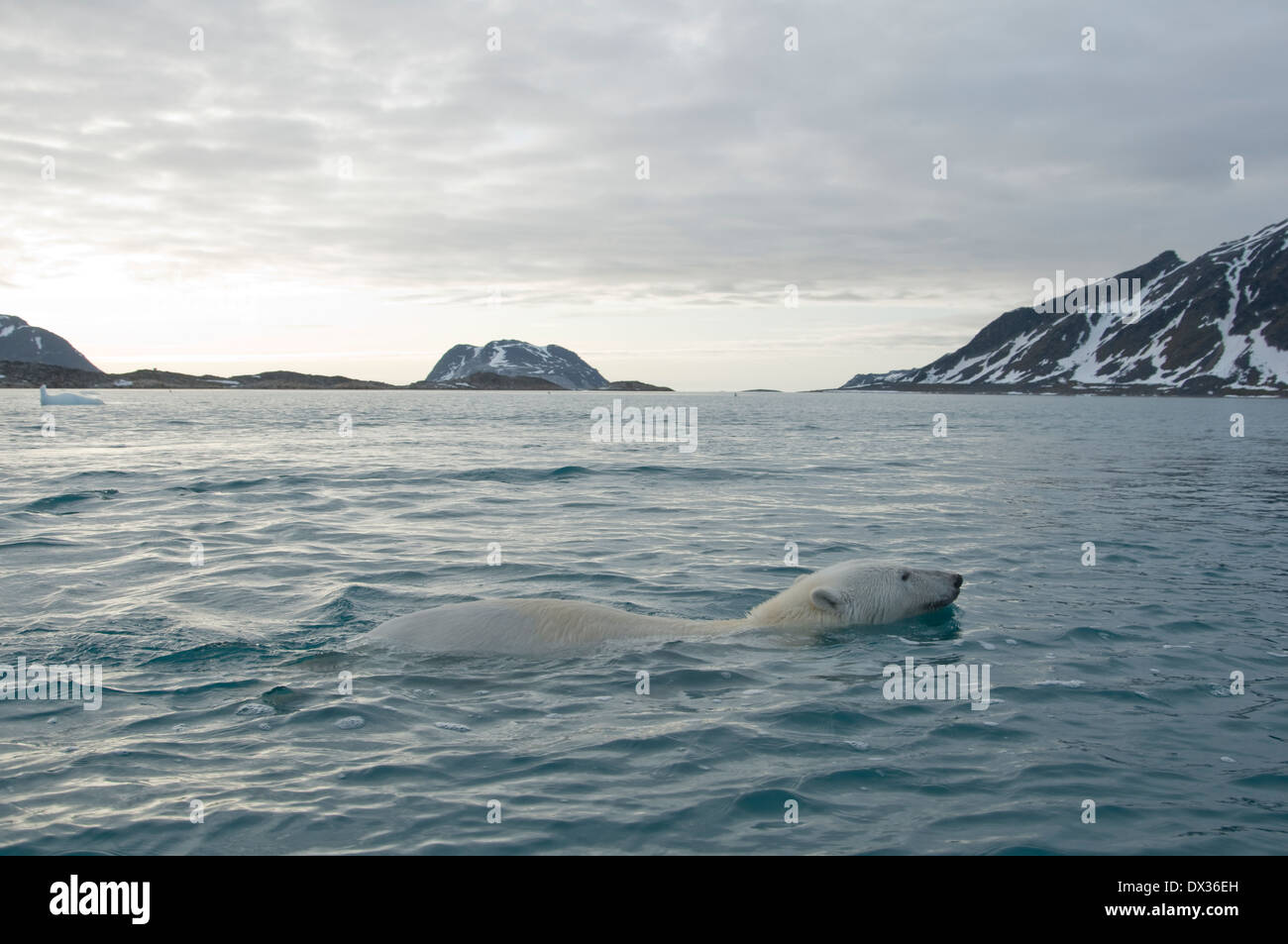 Polar Bear Ursus Maritimus Bear Arctic Spitsbergen Svalbard Archipelago